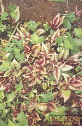 水龟草哪里能买到?哪个地区有?