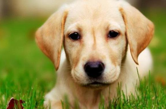 十大智商最高的狗排名