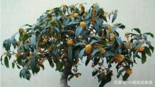 什么品种的丹桂好?该怎么养?