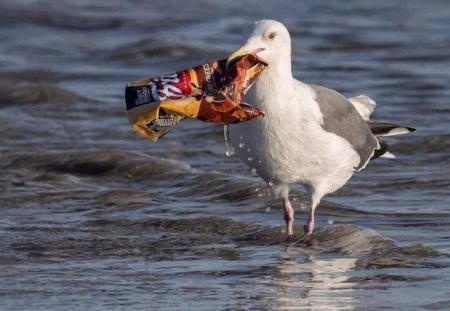 人类创造的“第八大陆”是什么?