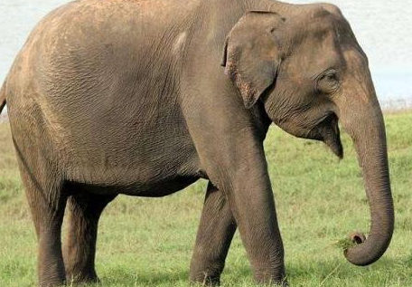 为什么大象怀孕要等两年,才能把象宝宝生出来?
