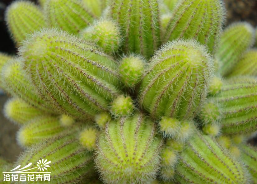 山吹绿子的介绍