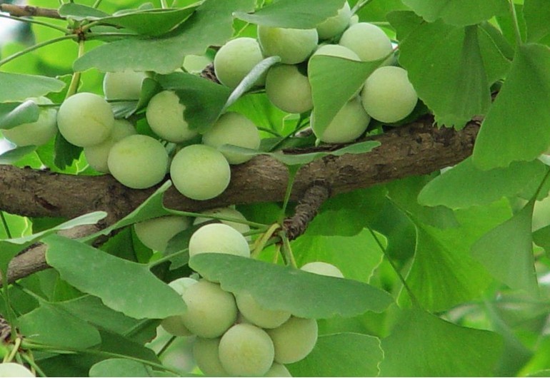 泰兴特产有哪些?