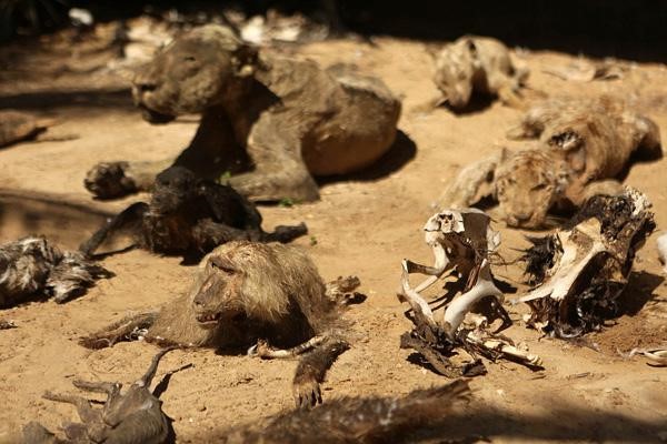 河南项城挖出的干尸究竟为何离奇失踪?