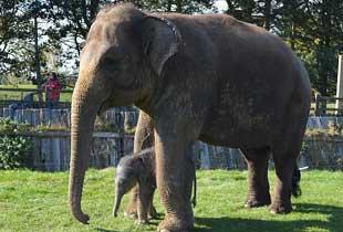 为什么大象怀孕要等两年,才能把象宝宝生出来?