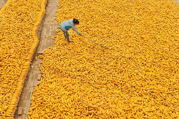 俄罗斯将只向友好国家出口粮食,此举释放了什么信号?