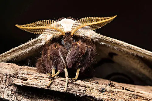 云南保山惊现蛇纹巨型飞蛾,展翅25厘米,它的生活习性是怎样的?