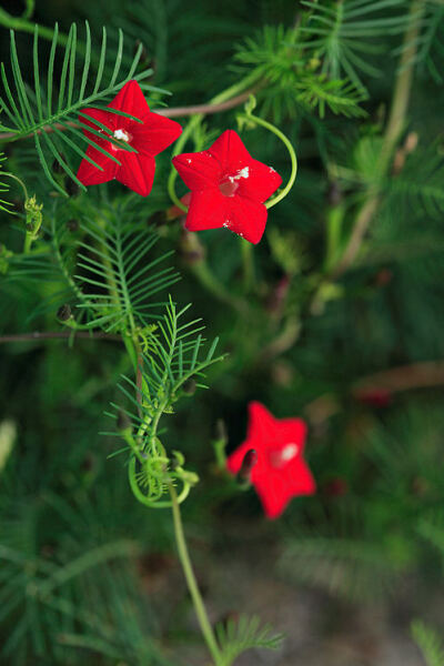 茑萝的花语是什么?