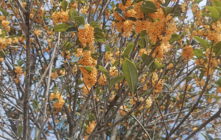 万事顺意一切安好是什么意思