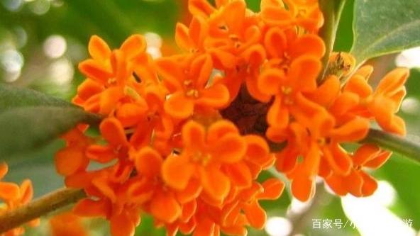 什么品种的丹桂好?该怎么养?