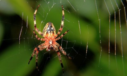 下雨前蜘蛛逃到哪里去了?