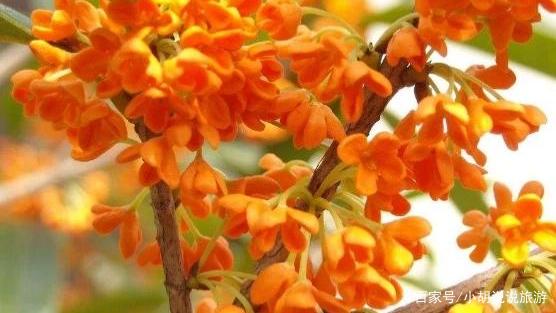 什么品种的丹桂好?该怎么养?