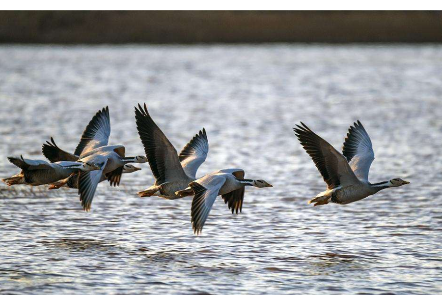 群鸟飞过的湖面动静之美?