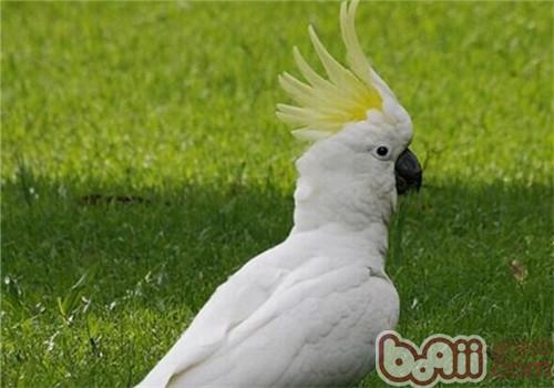 葵花凤头鹦鹉是什么品种?