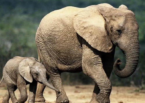 为什么大象怀孕要等两年,才能把象宝宝生出来?