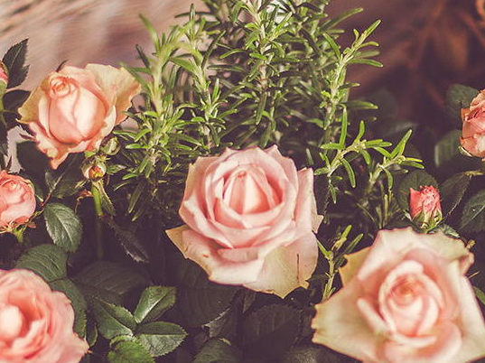 有哪些好看的电脑背景图值得推荐?