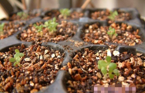 种子育苗方法步骤是什么?