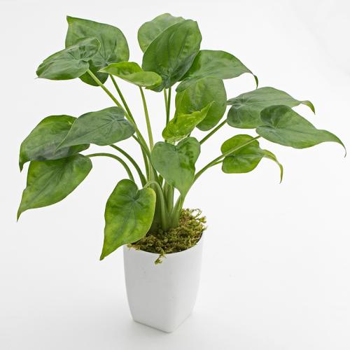 室内适合养什么植物的图片和名字