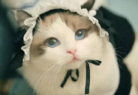 猫绝育后母爱泛滥,自己做主收养了8只小猫,猫绝育手术后怎么照顾?