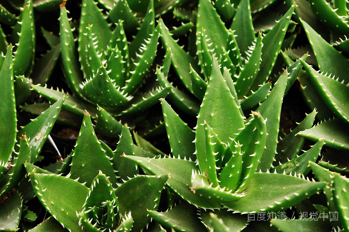 怎么祛斑效果最好,目前最有效的祛斑方法