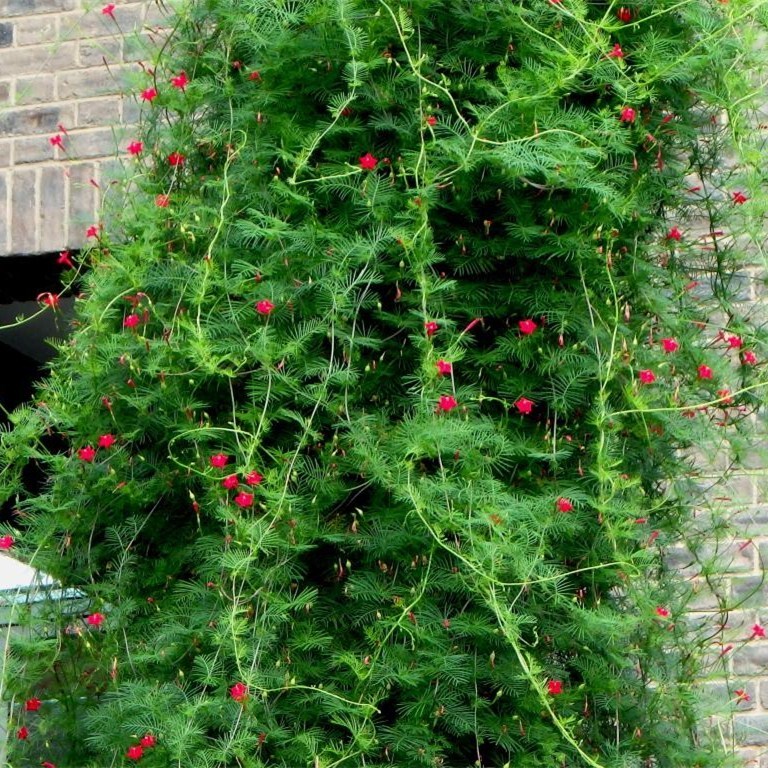 茑萝的花语是什么？