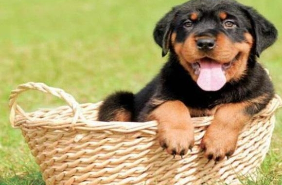 十大智商最高的狗排名