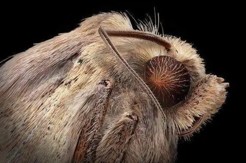 云南保山惊现蛇纹巨型飞蛾,展翅25厘米,它的生活习性是怎样的?