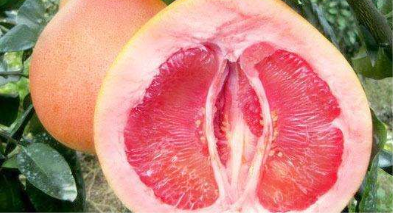 如何区分红肉蜜柚真假