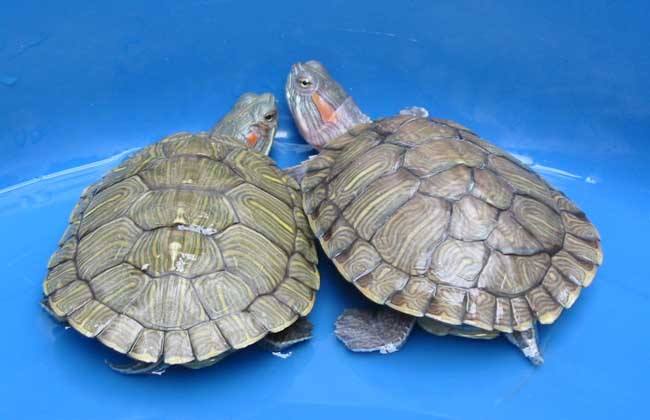 都有哪些平台可以出售宠物犬？