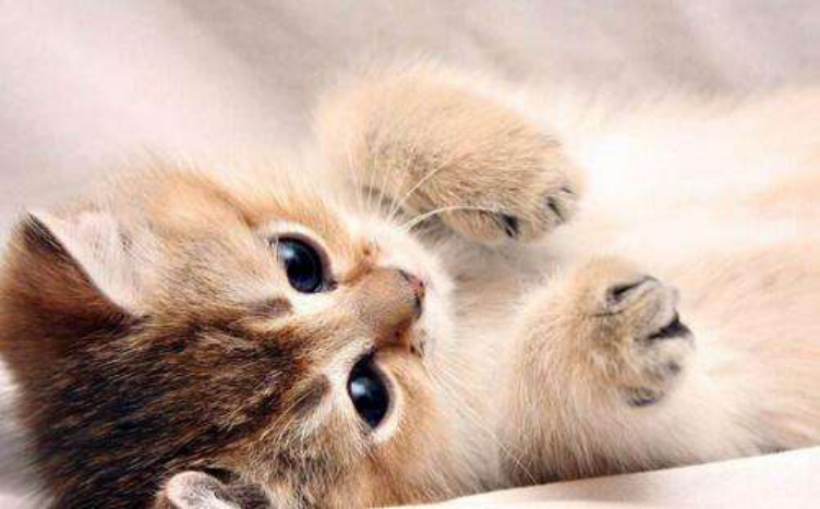 猫绝育后母爱泛滥,自己做主收养了8只小猫,猫绝育手术后怎么照顾?