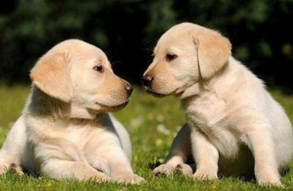 不会叫的狗,故事的三种结局可能是什么?