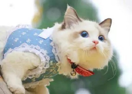 猫绝育后母爱泛滥,自己做主收养了8只小猫,猫绝育手术后怎么照顾?