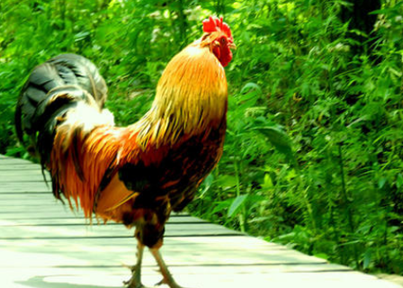 什么的雄鸡填词语