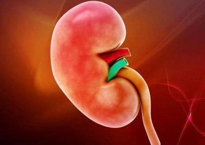 肾囊肿的危害,你知道哪些?