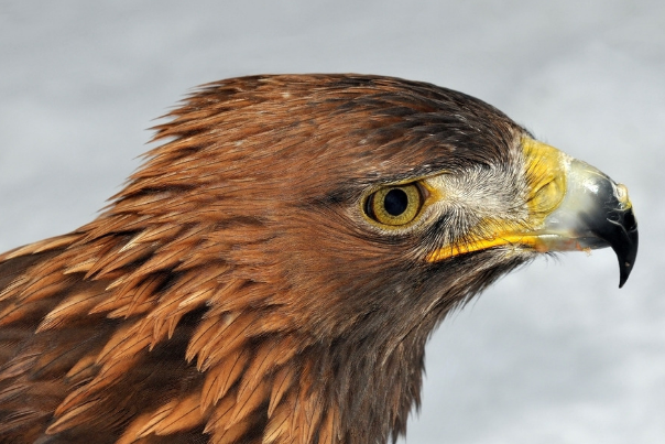 电影《无人区》里为了一只阿勒泰隼，就死了那么多人吗？阿勒泰隼是什么鸟啊？