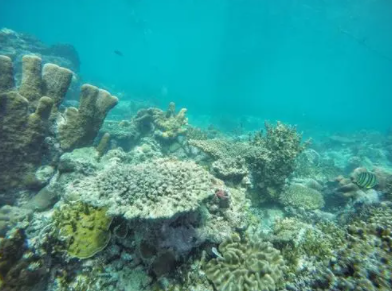 一支榴莲海底的创作背景?