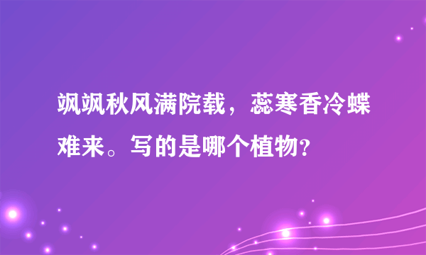 飒飒秋风满院载，蕊寒香冷蝶难来。写的是哪个植物？