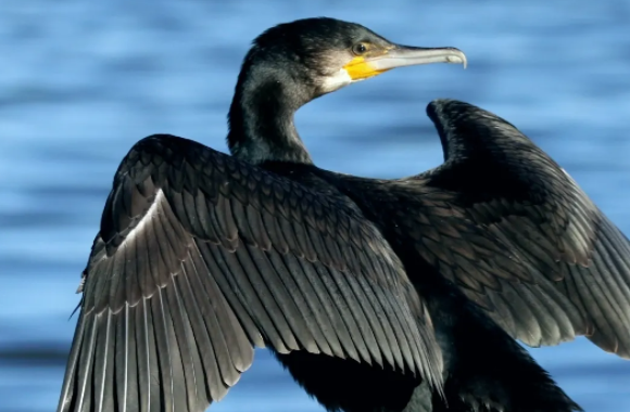 什么鸟是庄稼卫士,什么鸟是捕鱼能手?