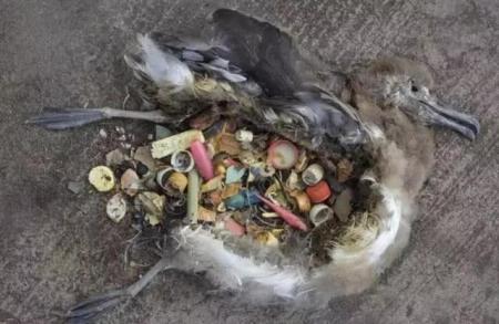 人类创造的“第八大陆”是什么?