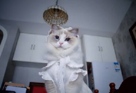 猫绝育后母爱泛滥,自己做主收养了8只小猫,猫绝育手术后怎么照顾?