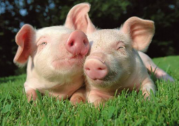 猪粮比5:1是什么意思?