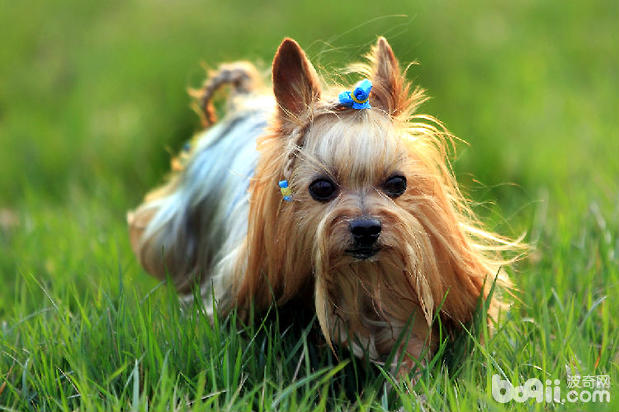 约克夏一般多少钱一只?