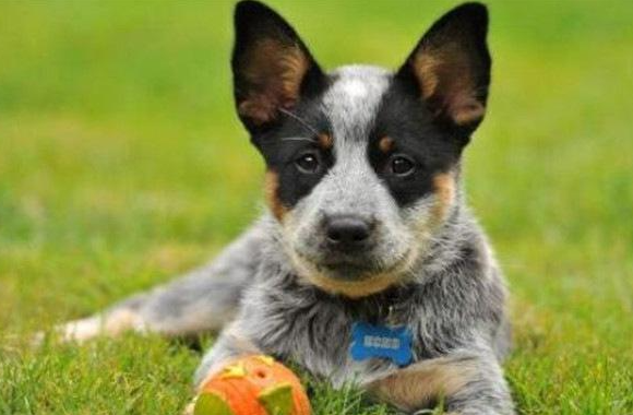 十大智商最高的狗排名