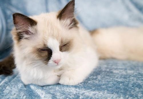 猫绝育后母爱泛滥,自己做主收养了8只小猫,猫绝育手术后怎么照顾?