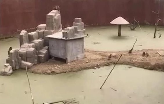 网友曝邯郸动物园猴子居住环境恶劣，相关部门是否该得到重视？