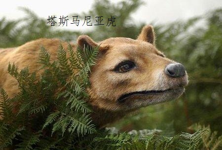 全球十大怪物是什么?