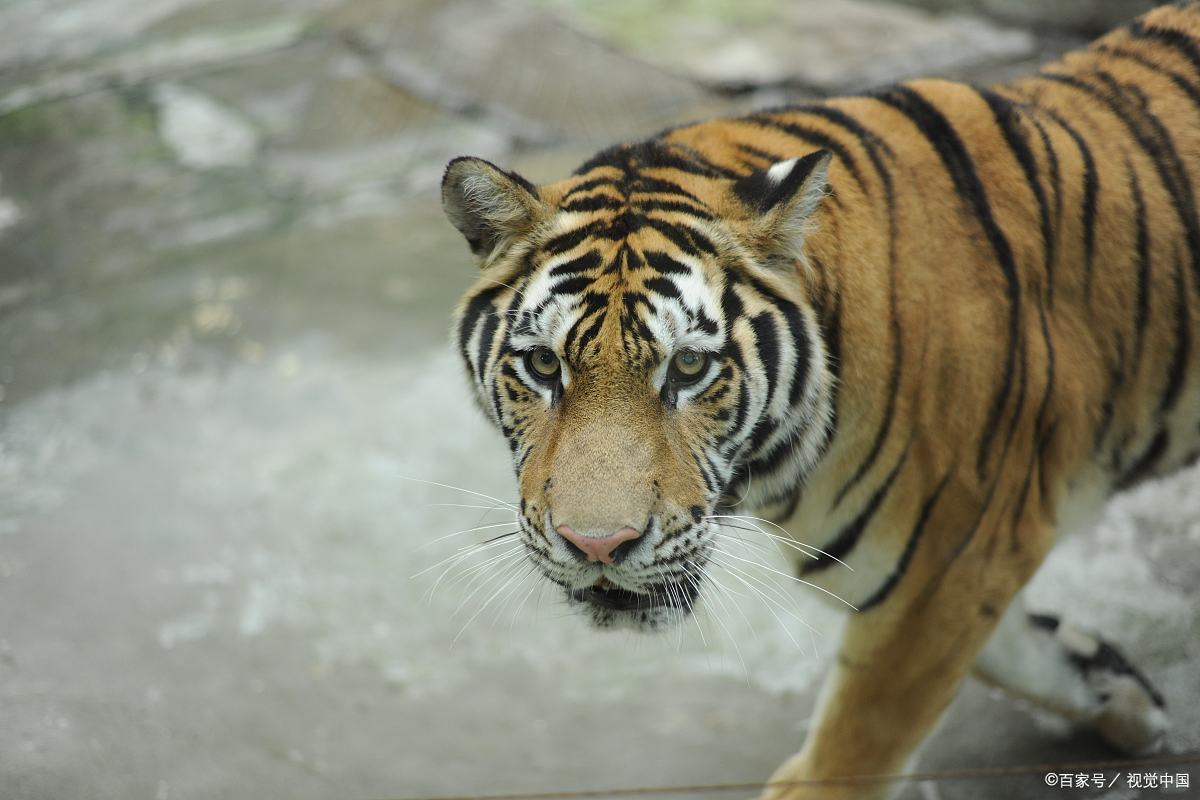 洛阳一男子在动物园内上厕所,发现老虎在旁窥伺,当时的心理压力有多大?