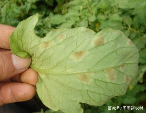 西红柿怎么种植方法 视频