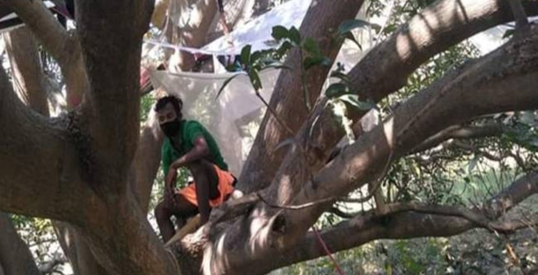 印度一男子在树上隔离11天，他是如何度过这11天的？
