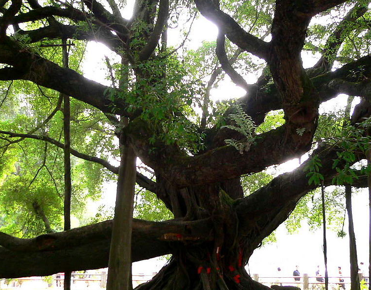 广东1100多岁古榕树倒塌，古榕树还能被抢救回来吗？